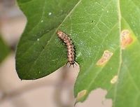 Gulf Fritillary Caterpillar Found this today on a passion flower leaf. I have seen a Gulf Fritillary around this plant in the past two weeks. <br />
Only reference I could find so far: <br />
http://www.asergeev.com/pictures/archives/compress/2009/798/07.htm Agraulis vanillae,Fall,Geotagged,Gulf fritillary,United States