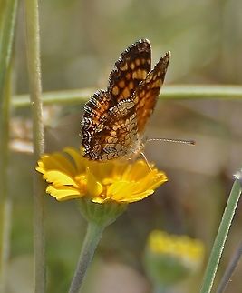 Vesta Crescent I posted this photo on iNaturalist and it is the same butterfly I posted here over the weekend and we thought it was a Pearl Crescent. The ID on iNaturalist is a Vesta Crescent which is very prolific in the Texas area. Fall,Geotagged,Phyciodes graphica,United States,Vesta crescent
