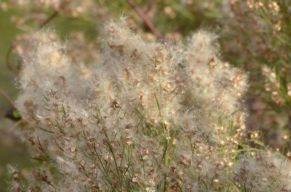 Baccharis Neglecta - Poverty Weed Growing near the San Antonio River, has a fluffy cotton-like topping and small pinwheel flowers.<br />
<a href="https://www.inaturalist.org/observations/64961902" rel="nofollow">https://www.inaturalist.org/observations/64961902</a> Baccharis neglecta,Fall,Geotagged,United States,baccharis neglecta