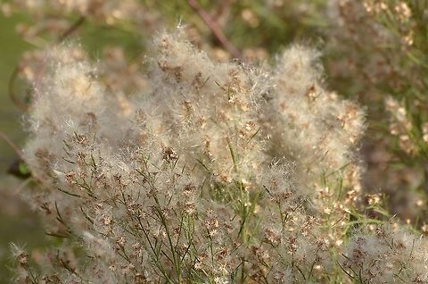 Baccharis Neglecta - Poverty Weed Growing near the San Antonio River, has a fluffy cotton-like topping and small pinwheel flowers.
https://www.inaturalist.org/observations/64961902 Baccharis neglecta,Fall,Geotagged,United States,baccharis neglecta