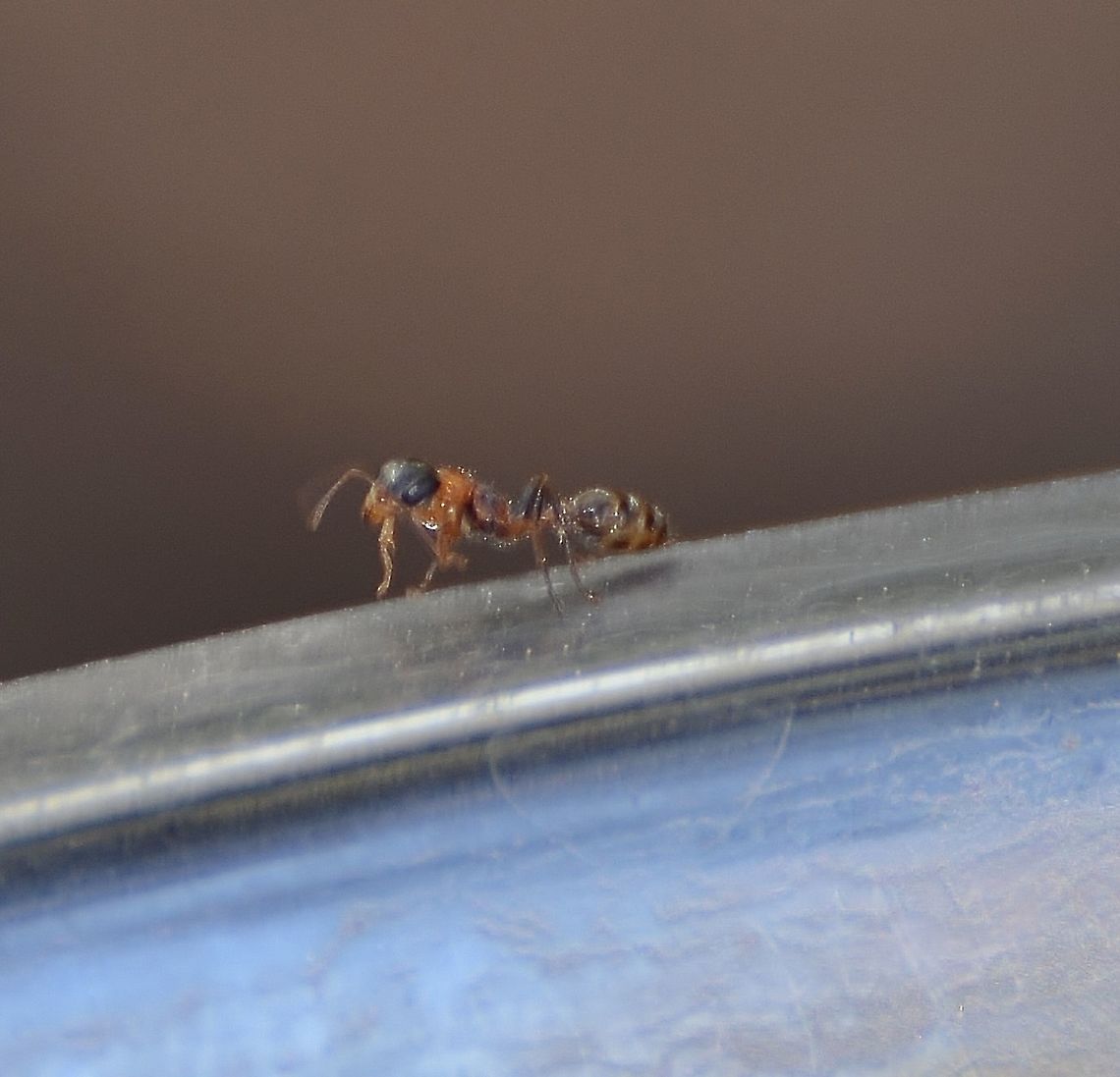 Pseudomyrmex gracilis - Graceful Twig Ant Sorry not the best photo, very small subject in deep shade. It was crawling around a water bowl I have left out for the birds. This was identified by Bugguide<br />
<a href="https://bugguide.net/node/view/165312" rel="nofollow">https://bugguide.net/node/view/165312</a><br />
<figure class="photo"><a href="https://www.jungledragon.com/image/104509/pseudomyrmex_gracilis_-_graceful_twig_ant.html" title="Pseudomyrmex gracilis - Graceful Twig Ant"><img src="https://s3.amazonaws.com/media.jungledragon.com/images/4330/104509_thumb.JPG?AWSAccessKeyId=05GMT0V3GWVNE7GGM1R2&Expires=1770854410&Signature=FEj%2BdUa%2BWWKLMenHiR8idreaP0s%3D" width="200" height="120" alt="Pseudomyrmex gracilis - Graceful Twig Ant This shot is a little clearer than the original<br />
https://www.jungledragon.com/image/104506/pseudomyrmex_gracilis_-_graceful_twig_ant.html Elongate twig ant,Fall,Geotagged,Pseudomyrmex gracilis,United States" /></a></figure> Elongate twig ant,Fall,Geotagged,Pseudomyrmex gracilis,United States