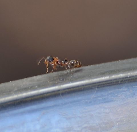 Pseudomyrmex gracilis - Graceful Twig Ant Sorry not the best photo, very small subject in deep shade. It was crawling around a water bowl I have left out for the birds. This was identified by Bugguide
https://bugguide.net/node/view/165312
https://www.jungledragon.com/image/104509/pseudomyrmex_gracilis_-_graceful_twig_ant.html Elongate twig ant,Fall,Geotagged,Pseudomyrmex gracilis,United States