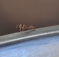 Pseudomyrmex gracilis - Graceful Twig Ant Sorry not the best photo, very small subject in deep shade. It was crawling around a water bowl I have left out for the birds. This was identified by Bugguide<br />
https://bugguide.net/node/view/165312<br />
https://www.jungledragon.com/image/104509/pseudomyrmex_gracilis_-_graceful_twig_ant.html Elongate twig ant,Fall,Geotagged,Pseudomyrmex gracilis,United States
