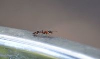 Pseudomyrmex gracilis - Graceful Twig Ant This shot is a little clearer than the original<br />
https://www.jungledragon.com/image/104506/pseudomyrmex_gracilis_-_graceful_twig_ant.html Elongate twig ant,Fall,Geotagged,Pseudomyrmex gracilis,United States