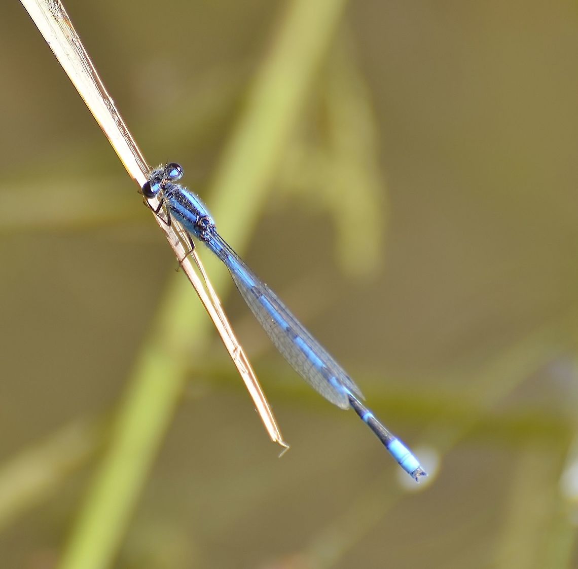 Enallagma civile Found on the San Antonio River. Note that it has orange highlands just below head and where wings attach to the thorax. Enallagma civile,Familiar Bluet,Geotagged,United States,Winter
