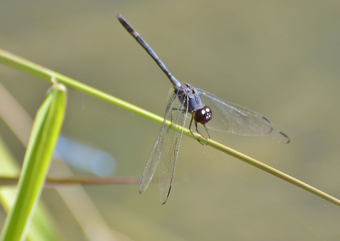 Black Setwing Dythemis nigrescens This guy looks beat up, dusky blue thorax, and blue black and light purple striping on abdomen. Found at the San Antonio River. This was Identified as Black Setwing Dythemis nigrescens<br />
<a href="https://www.inaturalist.org/observations/65114238#activity_identification_142275456" rel="nofollow">https://www.inaturalist.org/observations/65114238#activity_identification_142275456</a><br />
<a href="https://en.wikipedia.org/wiki/Dythemis_nigrescens#/media/File:Dythemis_nigrescens.jpg" rel="nofollow">https://en.wikipedia.org/wiki/Dythemis_nigrescens#/media/File:Dythemis_nigrescens.jpg</a> Black setwing,Dythemis nigrescens,Fall,Geotagged,United States