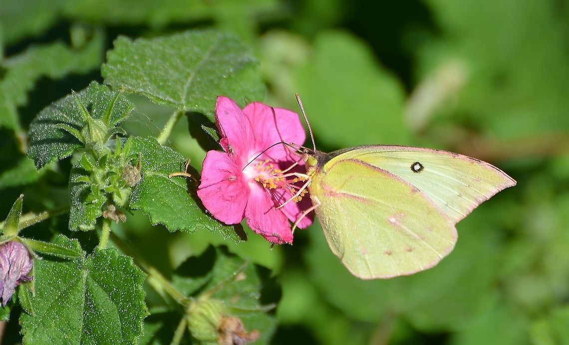 Southern Dogface - Zerene cesonia Captured in a Park on the San Antonio River.  Fall,Geotagged,Southern dogface,United States,Zerene cesonia