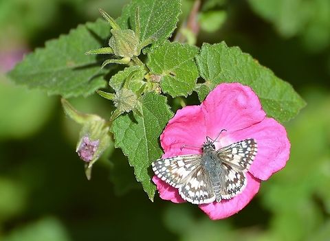 New World Checkered-Skippers Genus Burnsius Found in Park near the San Antonio River.  Fall,Geotagged,United States