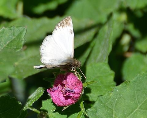 Laviana White Skipper Captured in park near the San Antonio River
https://www.butterfliesandmoths.org/species/Heliopetes-laviana
https://www.jungledragon.com/image/104567/laviana-white_skipper.html Fall,Geotagged,Heliopetes laviana,United States