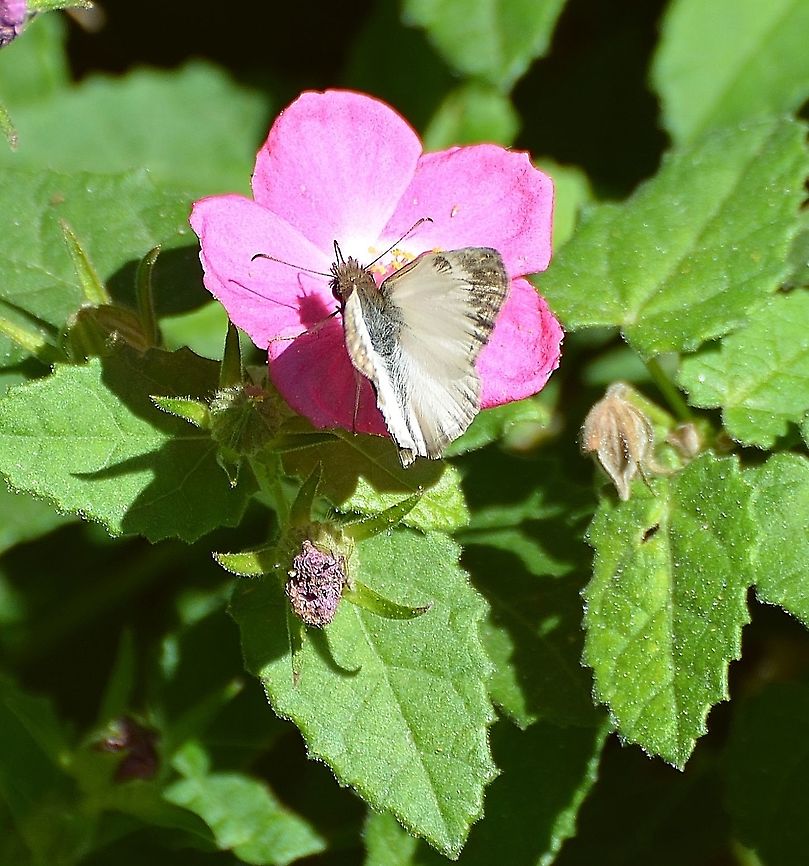 Laviana White-Skipper Companion photo of main one showing an alternative view.<br />
<a href="https://www.butterfliesandmoths.org/species/Heliopetes-laviana" rel="nofollow">https://www.butterfliesandmoths.org/species/Heliopetes-laviana</a><br />
<figure class="photo"><a href="https://www.jungledragon.com/image/104565/laviana_white_skipper.html" title="Laviana White Skipper"><img src="https://s3.amazonaws.com/media.jungledragon.com/images/4330/104565_thumb.JPG?AWSAccessKeyId=05GMT0V3GWVNE7GGM1R2&Expires=1759968010&Signature=OEhu4GvOPAfV6t%2BBEznG2MbphKk%3D" width="200" height="162" alt="Laviana White Skipper Captured in park near the San Antonio River<br />
https://www.butterfliesandmoths.org/species/Heliopetes-laviana<br />
https://www.jungledragon.com/image/104567/laviana-white_skipper.html Fall,Geotagged,Heliopetes laviana,United States" /></a></figure> Fall,Geotagged,Heliopetes laviana,United States