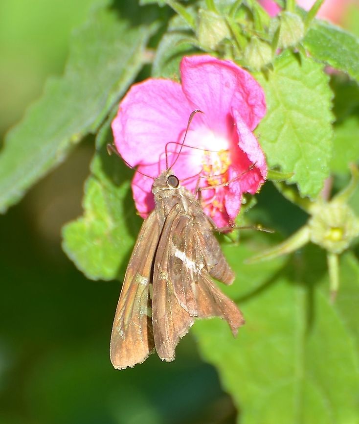 White Striped Longtail Another view of the White-striped longtail.<br />
<figure class="photo"><a href="https://www.jungledragon.com/image/104410/white-striped_longtail_skipper.html" title="White-striped Longtail Skipper"><img src="https://s3.amazonaws.com/media.jungledragon.com/images/4330/104410_thumb.JPG?AWSAccessKeyId=05GMT0V3GWVNE7GGM1R2&Expires=1759968010&Signature=vD1Rtb%2FKabENklvKnoLUZY5gYs0%3D" width="200" height="150" alt="White-striped Longtail Skipper Butterfly with marbled brown, red and gold flecks with a short and stubby abdomen. Also indicative of the species, there is a brown triangle on the edge of the forewing<br />
https://www.butterfliesandmoths.org/species/Chioides-albofasciatus<br />
https://www.jungledragon.com/image/104585/white_striped_longtail.html Chioides albofasciatus,Fall,Geotagged,United States" /></a></figure> Chioides albofasciatus,Fall,Geotagged,United States,White-striped Longtail