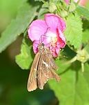White Striped Longtail Another view of the White-striped longtail.<br />
https://www.jungledragon.com/image/104410/white-striped_longtail_skipper.html Chioides albofasciatus,Fall,Geotagged,United States,White-striped Longtail
