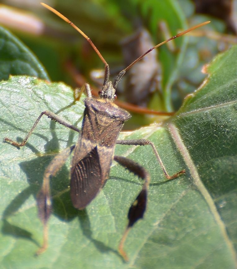 Leptoglossus zonatus Bugguide identified this. Not a very attractive bug : ) Fall,Geotagged,Leptoglossus zonatus,United States