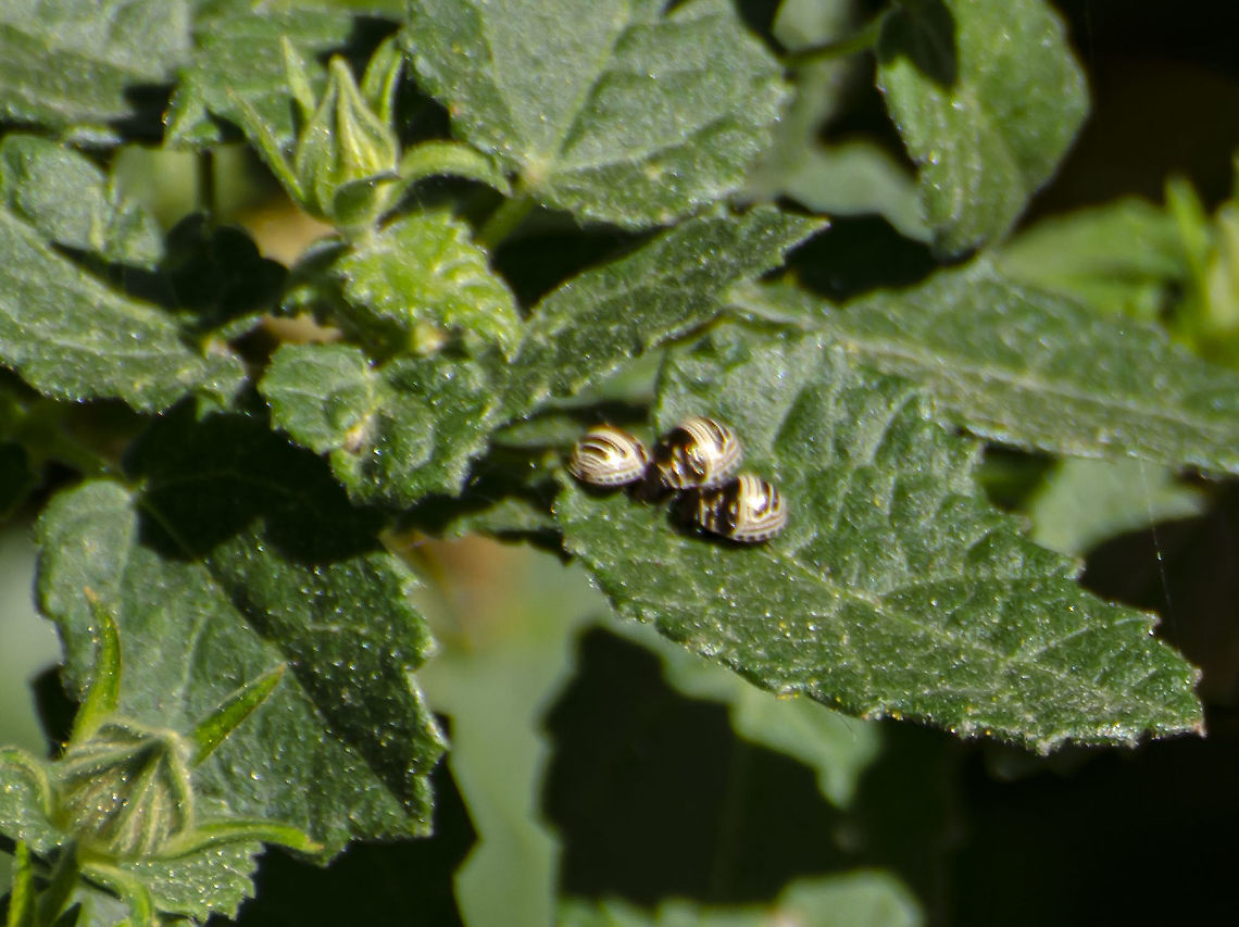 Orsilochides stictica As per bugguide and photos and iNaturalist, I believe this is Orsilochides stictica Fall,Geotagged,Orsilochides stictica,United States