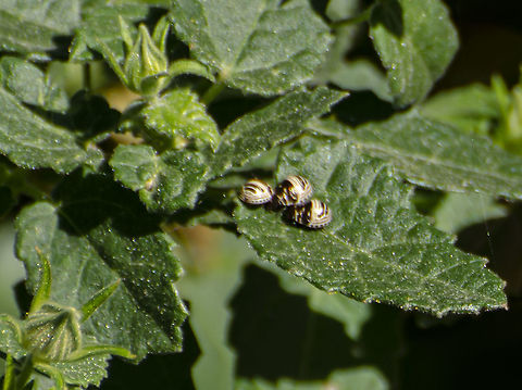 Orsilochides stictica As per bugguide and photos and iNaturalist, I believe this is Orsilochides stictica Fall,Geotagged,Orsilochides stictica,United States