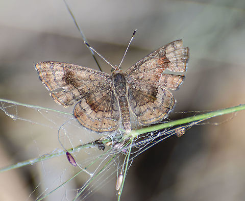 Calephelis Fatal Metalmark Found near the San Antonio River. I noticed it has very large eyes from above.  Calephelis nemesis,Fall,Geotagged,United States