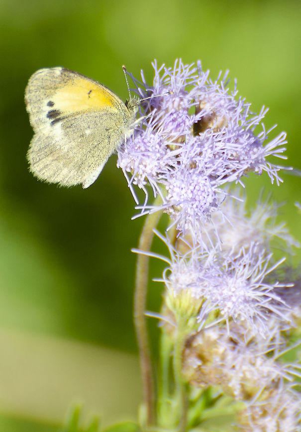 Dainty Sulphur Found on Blue Mist Flower. It has the 3 dots on the forewing within the yellow border, and mottled brown/gray on the edge, as well as a mottled hindwing. Fall wings can present with gray/green coloring.<br />
<a href="https://en.wikipedia.org/wiki/Nathalis_iole" rel="nofollow">https://en.wikipedia.org/wiki/Nathalis_iole</a> Dainty Sulphur,Fall,Geotagged,Nathalis iole,United States