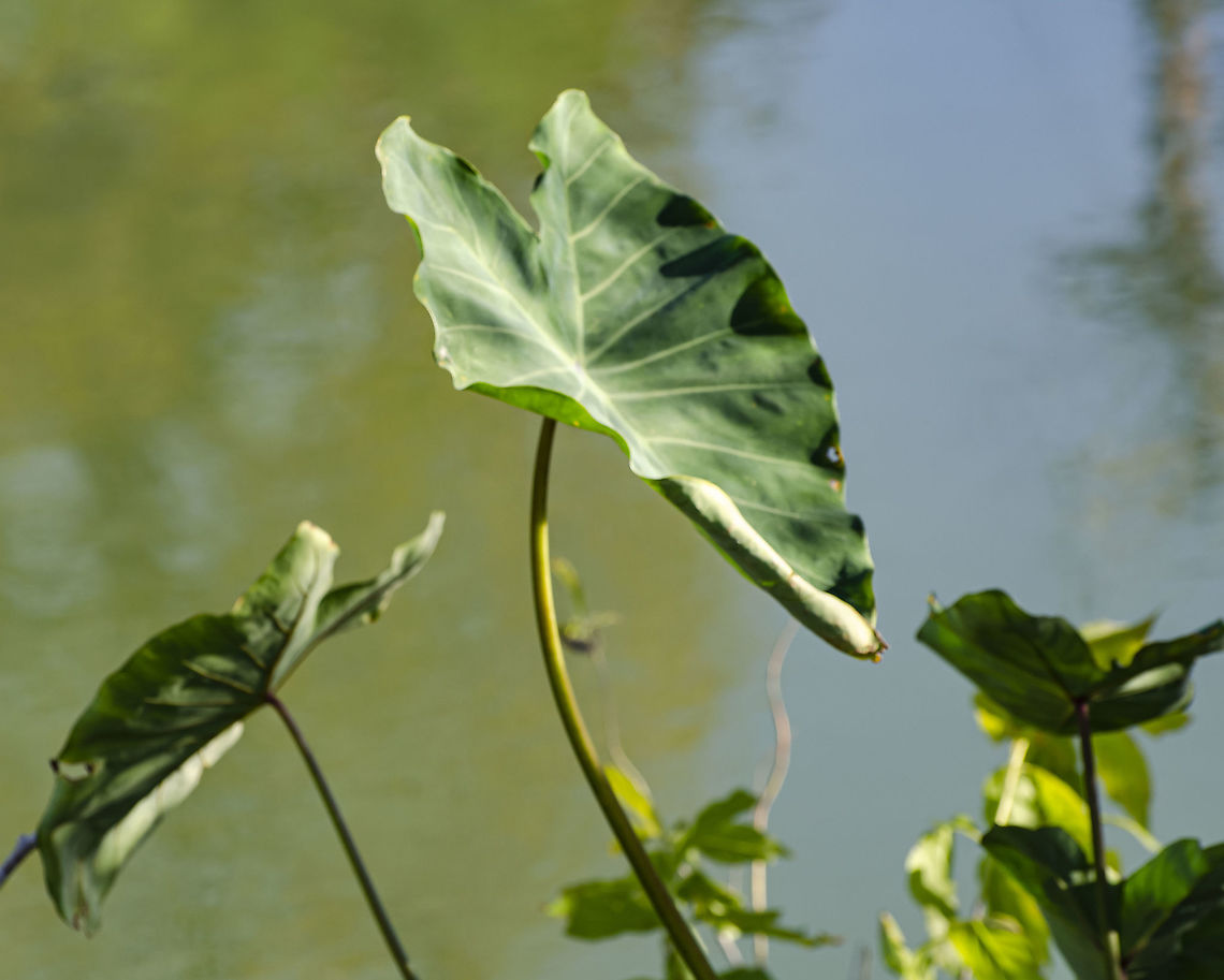 Colocasia esculenta Growing on the banks of the San Antonio River Colocasia esculenta,Fall,Geotagged,United States