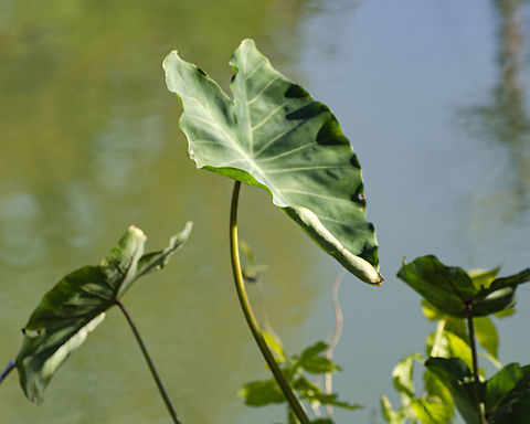 Colocasia esculenta Growing on the banks of the San Antonio River Colocasia esculenta,Fall,Geotagged,United States