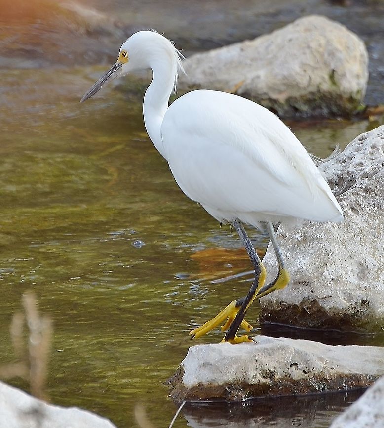 Snowy Egret - Egretta thula Apparently we have both the Snowy egret and the Great egret at the San Antonio River. I love the yellow feet! Egretta thula,Geotagged,Snowy Egret,United States,fall