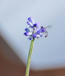 Possible Four Speckled Hoverfly - Dioprosopa clavata Accidental capture  of Hoverfly on Mealy blue sage.
https://www.inaturalist.org/taxa/479803-Dioprosopa-clavata (not mine, but photo IDs of Dioprosopa clavata)
https://bugguide.net/index.php?q=search&keys=dioprosopa+clavata&search=Search Dioprosopa clavata,Fall,Four-spotted aphid fly,Geotagged,United States