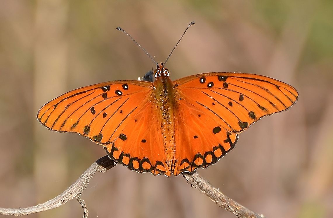 Gulf fritillary may be mating This is right beside the San Antonio River. I found it interesting because I believe there is a little butterfly head in front of it, making me think they may be mating. Also, this is the first photo I've taken with what looks like golden/shiny vertical lines on the wings that may be the place pheromones are transmitted as mentioned in the species literature. You must zoom in on the photo to see these lines better.<br />
<figure class="photo"><a href="https://www.jungledragon.com/image/104413/gulf_fritillary.html" title="Gulf Fritillary"><img src="https://s3.amazonaws.com/media.jungledragon.com/images/4330/104413_thumb.JPG?AWSAccessKeyId=05GMT0V3GWVNE7GGM1R2&Expires=1769040010&Signature=CSivf2rcnWQlnlT07qr6YcNiZWE%3D" width="200" height="156" alt="Gulf Fritillary Identified on iNaturalist. Found in Park near the San Antonio River.<br />
https://www.jungledragon.com/image/104414/gulf_fritillary.html<br />
<br />
 Agraulis vanillae,Fall,Geotagged,Gulf fritillary,United States" /></a></figure>. Further research has confirmed that the glitter-like lines are only on males, and males have a longer abdomen than females. The photo above is a male. Agraulis vanillae,Fall,Geotagged,Gulf fritillary,United States
