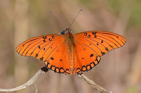 Gulf fritillary may be mating This is right beside the San Antonio River. I found it interesting because I believe there is a little butterfly head in front of it, making me think they may be mating. Also, this is the first photo I've taken with what looks like golden/shiny vertical lines on the wings that may be the place pheromones are transmitted as mentioned in the species literature. You must zoom in on the photo to see these lines better.
https://www.jungledragon.com/image/104413/gulf_fritillary.html. Further research has confirmed that the glitter-like lines are only on males, and males have a longer abdomen than females. The photo above is a male. Agraulis vanillae,Fall,Geotagged,Gulf fritillary,United States