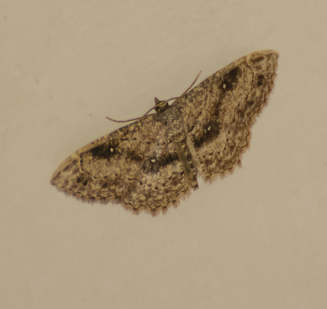 Cyclophora nanaria - Female Identified on Bugguide. Found this in the bathtub. Sorry for the lesser quality photo. It was still alive, I carried it to the backyard where it hid in dried leaves.<br />
<a href="https://en.wikipedia.org/wiki/Cyclophora_nanaria" rel="nofollow">https://en.wikipedia.org/wiki/Cyclophora_nanaria</a> Cyclophora nanaria,Fall,Geotagged,United States