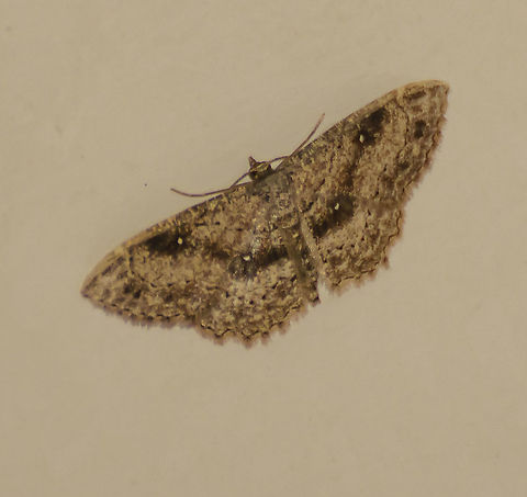 Cyclophora nanaria - Female Identified on Bugguide. Found this in the bathtub. Sorry for the lesser quality photo. It was still alive, I carried it to the backyard where it hid in dried leaves.
https://en.wikipedia.org/wiki/Cyclophora_nanaria Cyclophora nanaria,Fall,Geotagged,United States