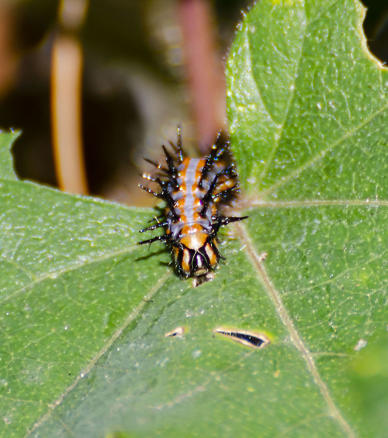 Gulf fritillary caterpillar I know I've already posted one of these, however I thought it was interesting to see the face of one, eating its way through a passion flower leaf. Also note, the spikes are not venomous, it's purely a scare tactic to predators.<br />
<figure class="photo"><a href="https://www.jungledragon.com/image/104499/gulf_fritillary_caterpillar.html" title="Gulf Fritillary Caterpillar"><img src="https://s3.amazonaws.com/media.jungledragon.com/images/4330/104499_thumb.JPG?AWSAccessKeyId=05GMT0V3GWVNE7GGM1R2&Expires=1770854410&Signature=HQg1CUHiAdgaZQa907vJbfI5lyg%3D" width="200" height="154" alt="Gulf Fritillary Caterpillar Found this today on a passion flower leaf. I have seen a Gulf Fritillary around this plant in the past two weeks. <br />
Only reference I could find so far: <br />
http://www.asergeev.com/pictures/archives/compress/2009/798/07.htm Agraulis vanillae,Fall,Geotagged,Gulf fritillary,United States" /></a></figure> Agraulis vanillae,Fall,Geotagged,Gulf fritillary,United States
