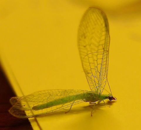 Green Lacewing? Found this little guy in my bathroom sink and I saved it from drowning. I believe it may have lost the use of one of its wings. We have a lot of these in the yard. Geotagged,United States,Winter