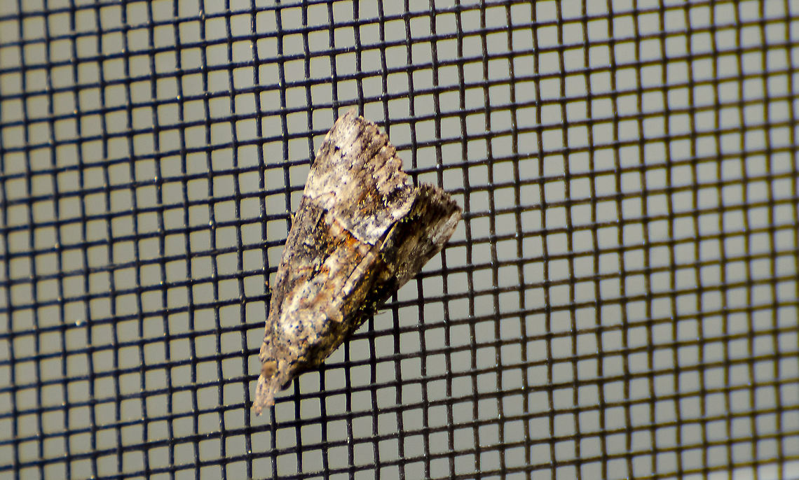 Hypena scabra I took this picture in November 2020 and just found it is in the Hypena Genus as ID&#039;d by someone on iNaturalist. This species is plentiful in Texas. It is perched on a window screen facing East.  Sorry for the poor quality of the photo, it was very bright sun and had to manipulate the photo a lot to reduce gamma. Fall,Geotagged,Green Cloverworm,Hypena scabra,United States