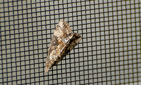 Hypena scabra I took this picture in November 2020 and just found it is in the Hypena Genus as ID'd by someone on iNaturalist. This species is plentiful in Texas. It is perched on a window screen facing East.  Sorry for the poor quality of the photo, it was very bright sun and had to manipulate the photo a lot to reduce gamma. Fall,Geotagged,Green Cloverworm,Hypena scabra,United States
