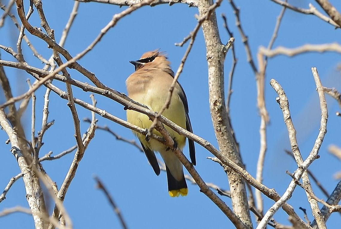 Cedar Waxwing Cedar Waxwing migrating through Texas right after  an unprecedented week of snow in San Antonio. It was traveling with a mate and three others.  I&#039;ve not seen one in San Antonio before, apparently they end up North in March. Bombycilla cedrorum,Cedar Waxwing,Geotagged,Spring,United States