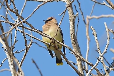 Cedar Waxwing Cedar Waxwing migrating through Texas right after  an unprecedented week of snow in San Antonio. It was traveling with a mate and three others.  I've not seen one in San Antonio before, apparently they end up North in March. Bombycilla cedrorum,Cedar Waxwing,Geotagged,Spring,United States