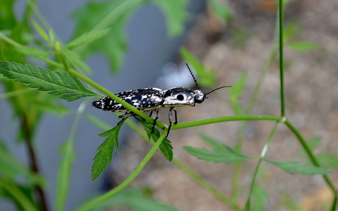 Texas-eyed Click Beetle I thought this was a beetle on a weed in the yard. It has two black dots that look like eyes, but are decoys on each side of the thorax. The head is ant-like. You can also see that underbelly is a light yellow with black spots. I was also surprised that it flew away after turning in circles when it saw me. I will post on INaturalist &amp; Bugguide to help me get an ID. Looks like it might be a Texas Click Beetle, Alaus lusciosus <a href="https://www.inaturalist.org/taxa/332657-Alaus-lusciosus" rel="nofollow">https://www.inaturalist.org/taxa/332657-Alaus-lusciosus</a><br />
 Alaus lusciosus,Beetle,Black &  White,Flying Insect,Geotagged,Summer,Texas Eyed Click Beetle,United States