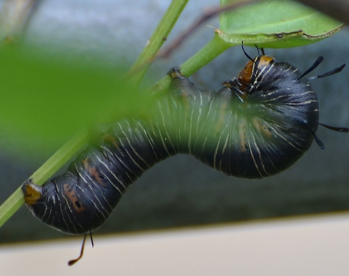 Xerociris wilsonii Larvae Larvae is feeding on vines. <a href="https://www.inaturalist.org/taxa/204088-Xerociris" rel="nofollow">https://www.inaturalist.org/taxa/204088-Xerociris</a><br />
<a href="https://www.whatsthatbug.com/2012/04/06/caterpillar-of-wilsons-wood-nymph/" rel="nofollow">https://www.whatsthatbug.com/2012/04/06/caterpillar-of-wilsons-wood-nymph/</a><br />
Found primarily in Texas <a href="https://www.jungledragon.com/image/114875" rel="nofollow">https://www.jungledragon.com/image/114875</a><br />
 Geotagged,Summer,United States,Xerociris,Xerociris wilsonii