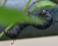 Xerociris wilsonii Larvae Larvae is feeding on vines. https://www.inaturalist.org/taxa/204088-Xerociris<br />
https://www.whatsthatbug.com/2012/04/06/caterpillar-of-wilsons-wood-nymph/<br />
Found primarily in Texas https://www.jungledragon.com/image/114875<br />
 Geotagged,Summer,United States,Xerociris,Xerociris wilsonii