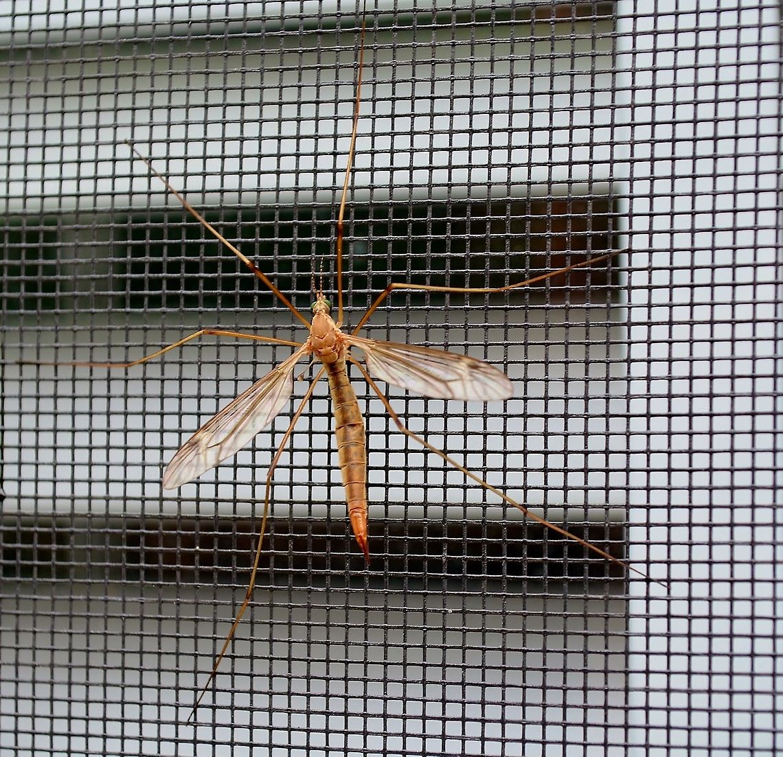 Possible Crane Fly / Platyipula Hanging on my bedroom screen this early afternoon.  It looks like platyipula however the samples I have seen online have red eyes and this one looks ike green. It does have the beading around the edge of wing, you can see it best on the left.  <a href="https://www.inaturalist.org/taxa/547076-Platytipula" rel="nofollow">https://www.inaturalist.org/taxa/547076-Platytipula</a> Geotagged,United States