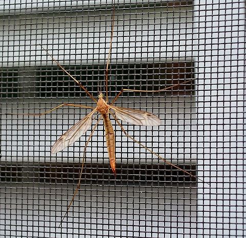 Possible Crane Fly / Platyipula Hanging on my bedroom screen this early afternoon.  It looks like platyipula however the samples I have seen online have red eyes and this one looks ike green. It does have the beading around the edge of wing, you can see it best on the left.  https://www.inaturalist.org/taxa/547076-Platytipula Geotagged,United States