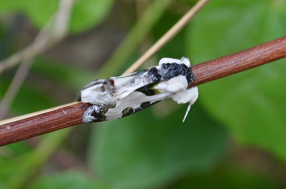 Xerocisis Wilsonii Moth This is a Xerocisi Wilsonii very near the larvae that has been maturing. It is so small, I thought it was bird droppings until I looked at the photo close-up. I&#039;m wondering if it is just becoming a moth because before I realized it was a moth, I touched it and it was very sticky. I was excited to see it after first finding the larvae.  <figure class="photo"><a href="https://www.jungledragon.com/image/113869/xerociris_wilsonii_larvae.html" title="Xerociris wilsonii Larvae"><img src="https://s3.amazonaws.com/media.jungledragon.com/images/4330/113869_thumb.JPG?AWSAccessKeyId=05GMT0V3GWVNE7GGM1R2&Expires=1769040010&Signature=%2Bvp1jNsEMbM8O4Qlaum%2FAWKALag%3D" width="200" height="158" alt="Xerociris wilsonii Larvae Larvae is feeding on vines. https://www.inaturalist.org/taxa/204088-Xerociris<br />
https://www.whatsthatbug.com/2012/04/06/caterpillar-of-wilsons-wood-nymph/<br />
Found primarily in Texas https://www.jungledragon.com/image/114875<br />
 Geotagged,Summer,United States,Xerociris,Xerociris wilsonii" /></a></figure><br />
<a href="https://www.butterfliesandmoths.org/species/Xerociris-wilsonii" rel="nofollow">https://www.butterfliesandmoths.org/species/Xerociris-wilsonii</a><br />
 Geotagged,Summer,United States,Wilson's Wood-nymph Moth,Xerociris wilsonii