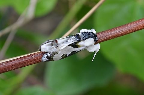 Xerocisis Wilsonii Moth This is a Xerocisi Wilsonii very near the larvae that has been maturing. It is so small, I thought it was bird droppings until I looked at the photo close-up. I'm wondering if it is just becoming a moth because before I realized it was a moth, I touched it and it was very sticky. I was excited to see it after first finding the larvae.  https://www.jungledragon.com/image/113869/xerociris_wilsonii_larvae.html
https://www.butterfliesandmoths.org/species/Xerociris-wilsonii
 Geotagged,Summer,United States,Wilson's Wood-nymph Moth,Xerociris wilsonii