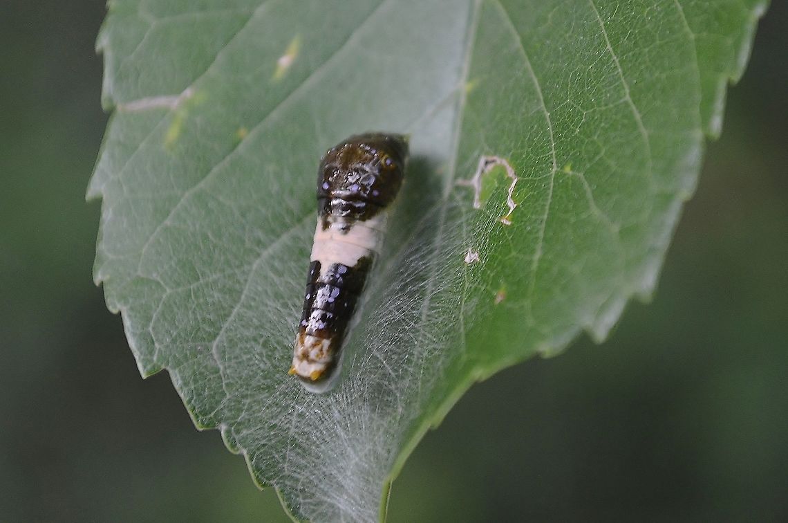 P. glaucus? This is a larva on what I believe is a young Ash Tree leaf.  I didn&#039;t think it was alive but I touched the bottom and it reared up.  iNaturalist suggests it&#039;s a Common Swallowtail, suggestions are that it is an Eastern Tiger Swallowtail. I will be monitoring it until it goes into its next stage for a final ID.<br />
After 6 days, it has become this ...<br />
<a href="https://www.jungledragon.com/image/116227" rel="nofollow">https://www.jungledragon.com/image/116227</a><br />
 Eastern Tiger Swallowtail,Geotagged,Papilio glaucus,Summer,United States