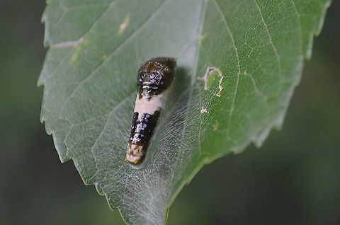 P. glaucus? This is a larva on what I believe is a young Ash Tree leaf.  I didn't think it was alive but I touched the bottom and it reared up.  iNaturalist suggests it's a Common Swallowtail, suggestions are that it is an Eastern Tiger Swallowtail. I will be monitoring it until it goes into its next stage for a final ID.
After 6 days, it has become this ...
https://www.jungledragon.com/image/116227
 Eastern Tiger Swallowtail,Geotagged,Papilio glaucus,Summer,United States