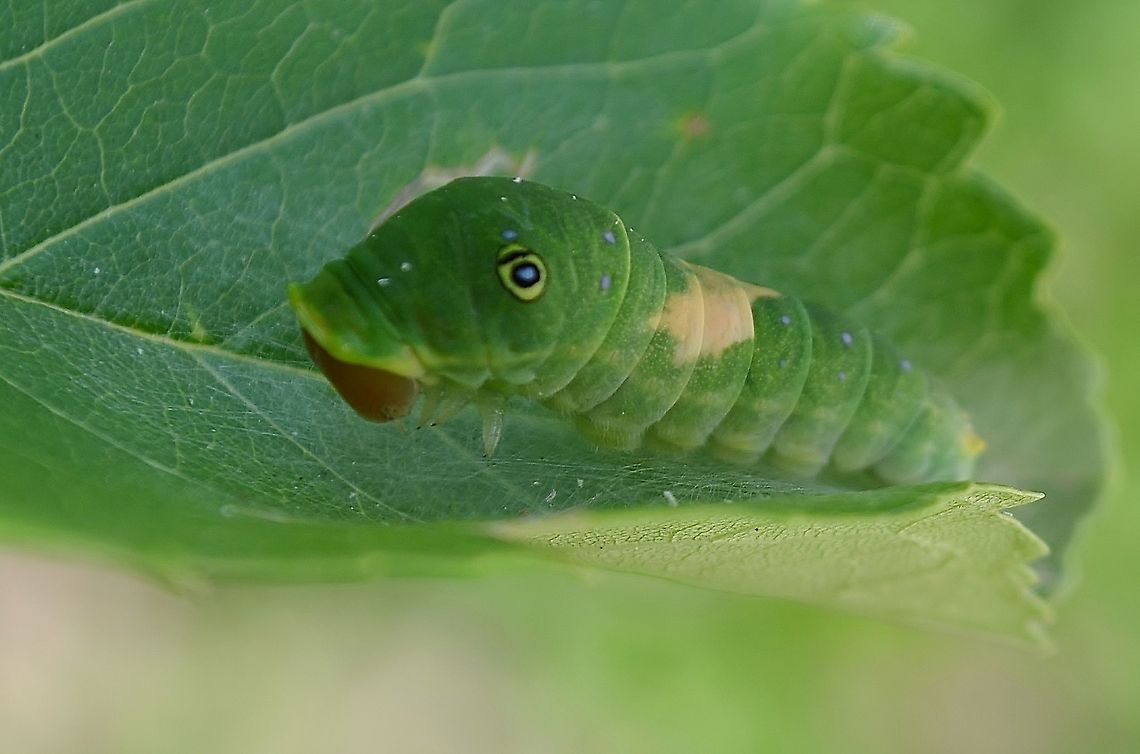 Eastern Tiger Swallowtail Caterpillar This is what the larvae has grown into after 6 days.<br />
<figure class="photo"><a href="https://www.jungledragon.com/image/116012/p._glaucus.html" title="P. glaucus?"><img src="https://s3.amazonaws.com/media.jungledragon.com/images/4330/116012_thumb.JPG?AWSAccessKeyId=05GMT0V3GWVNE7GGM1R2&Expires=1769040010&Signature=iwfv2lOkUstnXkixjyl8AdFZXvc%3D" width="200" height="134" alt="P. glaucus? This is a larva on what I believe is a young Ash Tree leaf.  I didn't think it was alive but I touched the bottom and it reared up.  iNaturalist suggests it's a Common Swallowtail, suggestions are that it is an Eastern Tiger Swallowtail. I will be monitoring it until it goes into its next stage for a final ID.<br />
After 6 days, it has become this ...<br />
https://www.jungledragon.com/image/116227<br />
 Eastern Tiger Swallowtail,Geotagged,Papilio glaucus,Summer,United States" /></a></figure>  <br />
<a href="https://bugguide.net/node/view/431725" rel="nofollow">https://bugguide.net/node/view/431725</a><br />
Here is a video of the caterpillar cleaning? or Eating the silk from the leaf?  There is no copyright infringement here,I filmed the video and the music was available from freemusicarchive.org, composition: The Great Spiral Dance by Siddhartha Corsus.<br />
<section class="video"><iframe width="448" height="282" src="https://www.youtube-nocookie.com/embed/YiTYxtEgGaU?hd=1&autoplay=0&rel=0" frameborder="0" allowfullscreen></iframe></section><br />
<figure class="photo"><a href="https://www.jungledragon.com/image/116428/tiger_swallowtail_and_allies_possibly_eastern_tiger_swallowtail.html" title="Tiger Swallowtail and Allies / possibly Eastern Tiger Swallowtail"><img src="https://s3.amazonaws.com/media.jungledragon.com/images/4330/116428_thumb.jpg?AWSAccessKeyId=05GMT0V3GWVNE7GGM1R2&Expires=1769040010&Signature=OR3lh0B%2BYvUUC6N6EeNqPcr%2BrKQ%3D" width="116" height="152" alt="Tiger Swallowtail and Allies / possibly Eastern Tiger Swallowtail This is day ten of the caterpillar observation. You can see that the mouth has changed colors. I've researched that this species turns an orange-like color before it pupates. I don't know if that is what is happening or the caterpillar has died. I am hoping that it is beginning to pupate because of the angle of its stance, and have read that some pupate in the upright position.<br />
I am attaching a video I took 2 days prior that shows the caterpillar cleaning the surface of the leaf and wondering if it is starting pupation in an upright position. I will continue to monitor.<br />
Note: There is no copyright infringement here,I filmed the video and the music was available from freemusicarchive.org, composition: The Great Spiral Dance by Siddhartha Corsus. Warning, there is music in the video, so please mute before watching if you prefer no music.<br />
https://youtu.be/YiTYxtEgGaU<br />
https://www.jungledragon.com/image/116227/possible_eastern_tiger_swallow_caterpillar.html Eastern Tiger Swallowtail,Geotagged,Papilio glaucus,United States" /></a></figure><br />
 Eastern Tiger Swallowtail,Geotagged,Papilio glaucus,Summer,United States