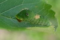 Eastern Tiger Swallowtail Caterpillar This is what the larvae has grown into after 6 days.<br />
https://www.jungledragon.com/image/116012/p._glaucus.html  <br />
https://bugguide.net/node/view/431725<br />
Here is a video of the caterpillar cleaning? or Eating the silk from the leaf?  There is no copyright infringement here,I filmed the video and the music was available from freemusicarchive.org, composition: The Great Spiral Dance by Siddhartha Corsus.<br />
https://youtu.be/YiTYxtEgGaU<br />
https://www.jungledragon.com/image/116428/tiger_swallowtail_and_allies_possibly_eastern_tiger_swallowtail.html<br />
 Eastern Tiger Swallowtail,Geotagged,Papilio glaucus,Summer,United States