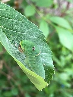 Tiger Swallowtail and Allies / possibly Eastern Tiger Swallowtail This is day ten of the caterpillar observation. You can see that the mouth has changed colors. I've researched that this species turns an orange-like color before it pupates. I don't know if that is what is happening or the caterpillar has died. I am hoping that it is beginning to pupate because of the angle of its stance, and have read that some pupate in the upright position.
I am attaching a video I took 2 days prior that shows the caterpillar cleaning the surface of the leaf and wondering if it is starting pupation in an upright position. I will continue to monitor.
Note: There is no copyright infringement here,I filmed the video and the music was available from freemusicarchive.org, composition: The Great Spiral Dance by Siddhartha Corsus. Warning, there is music in the video, so please mute before watching if you prefer no music.
https://youtu.be/YiTYxtEgGaU
https://www.jungledragon.com/image/116227/possible_eastern_tiger_swallow_caterpillar.html Eastern Tiger Swallowtail,Geotagged,Papilio glaucus,United States