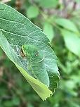 Tiger Swallowtail and Allies / possibly Eastern Tiger Swallowtail This is day ten of the caterpillar observation. You can see that the mouth has changed colors. I've researched that this species turns an orange-like color before it pupates. I don't know if that is what is happening or the caterpillar has died. I am hoping that it is beginning to pupate because of the angle of its stance, and have read that some pupate in the upright position.<br />
I am attaching a video I took 2 days prior that shows the caterpillar cleaning the surface of the leaf and wondering if it is starting pupation in an upright position. I will continue to monitor.<br />
Note: There is no copyright infringement here,I filmed the video and the music was available from freemusicarchive.org, composition: The Great Spiral Dance by Siddhartha Corsus. Warning, there is music in the video, so please mute before watching if you prefer no music.<br />
https://youtu.be/YiTYxtEgGaU<br />
https://www.jungledragon.com/image/116227/possible_eastern_tiger_swallow_caterpillar.html Eastern Tiger Swallowtail,Geotagged,Papilio glaucus,United States