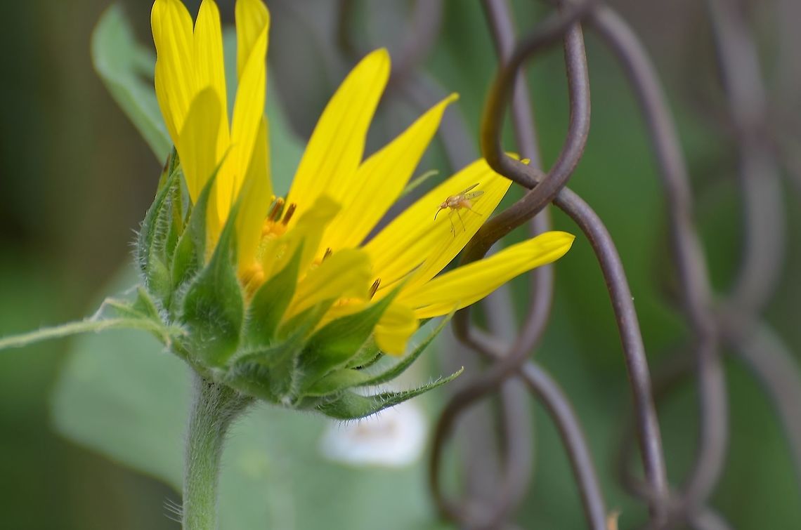 Poecilognathus unimaculatus - Hairless Bee Fly Found on a Sunflower, didn't not see it through the lens. Very Small, about the size of a mosquito<br />
<a href="https://www.inaturalist.org/taxa/259474-Poecilognathus-unimaculatus" rel="nofollow">https://www.inaturalist.org/taxa/259474-Poecilognathus-unimaculatus</a><br />
<a href="https://www.inaturalist.org/observations/78022100" rel="nofollow">https://www.inaturalist.org/observations/78022100</a> Geotagged,Hairless Bee Fly,Poecilognathus unimaculatus,Summer,United States