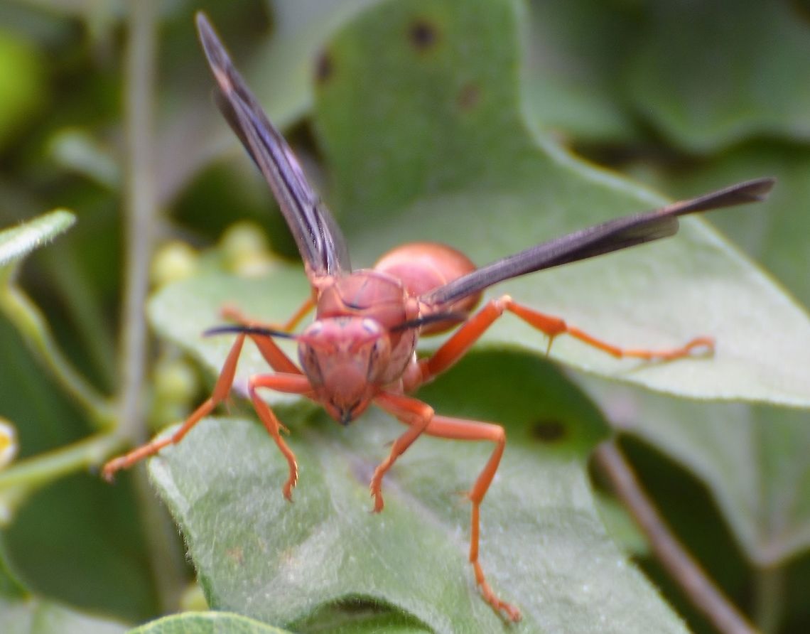 polistes carolina - Fine-back paperwasp <a href="https://www.inaturalist.org/taxa/121792-Polistes-carolina/browse_photos" rel="nofollow">https://www.inaturalist.org/taxa/121792-Polistes-carolina/browse_photos</a><br />
This was coming out from underneath a leaf, and took a few photos, however most of them were blurry except this one. I got pretty close to it and backed away as soon as I saw what it is. Fall,Geotagged,Polistes carolina,Red paper wasp,United States